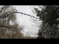 Beneath the Sleeping Canopy #nativeamericanflute #music #relax #calm #432hz