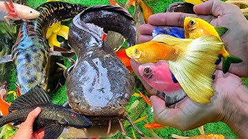 Video Bắt Cá Cảnh Đẹp Trong Ao Nhỏ, Cá Lau Kiếng, Cá Ba Đuôi, Koi, Lươn, Rùa, Ếch