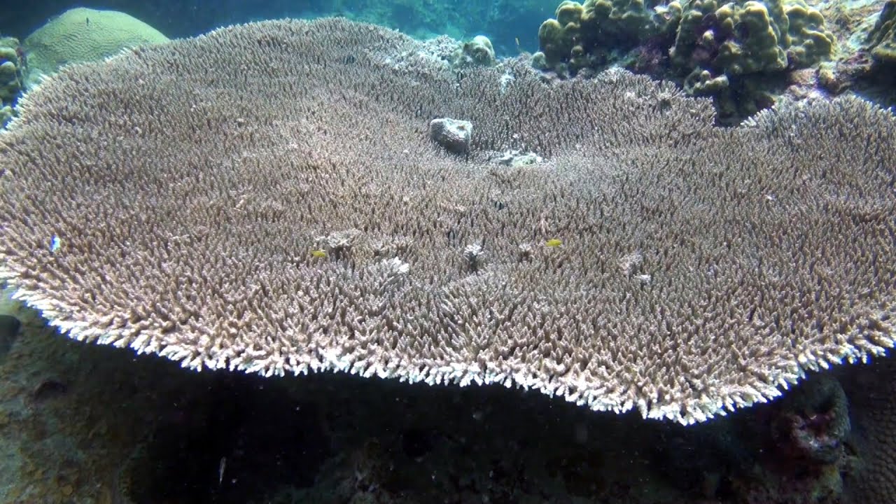 Table Coral