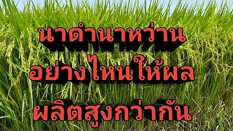 นาดำนาหว่านแบบไหนให้ผลผลิตสูงกว่ากัน