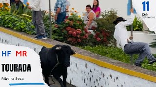 Tourada a corda na Ribeira Seca com toiros HF 388, 439 MR 2, 7 - 11 de Setembro 2025
