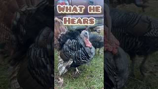 Anatomy of a gobble#staycountry #fypシ #turkey #gobbler #farm #strut #wildturkey #hunting