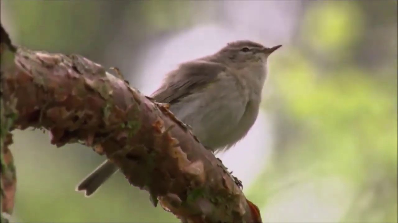 SANGIT OM   -  Living In Wonder