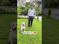 Adoption Update #adoption #dog #labrador #shorts #short #mumbai #mumbaikar #yt #ytshorts #love #dogs