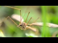 Capture de la vidéo Crane Fly Documentary
