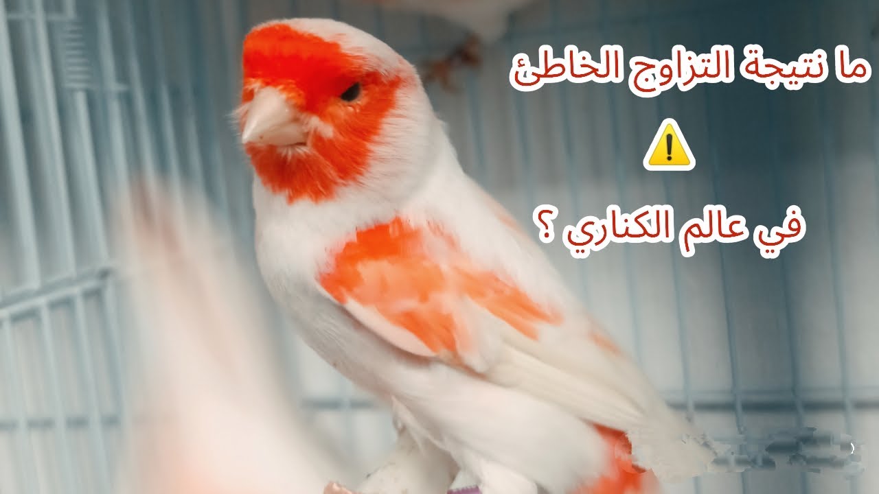 شاهد نتيجة واحد من التزاوجات الخاطئ في عالم الكناري ،  تزاوج كناري الموزاييك و الكناري العادي