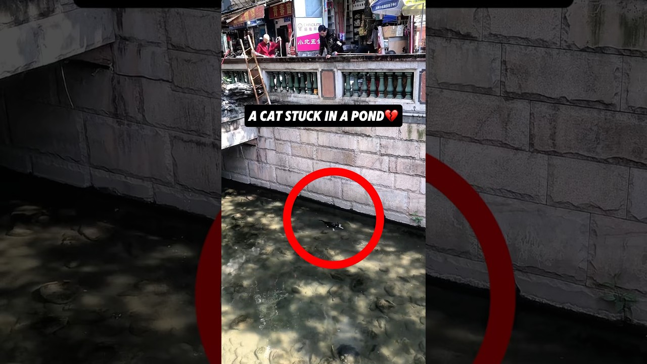 Brave Rescue: Man Saves Stray Cat from Pond 💕 