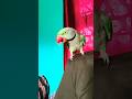 Mittu Parrot #mittuparrot #talkingparrot #birdlovers #viral #petbirds #parrottraining #parrotlover