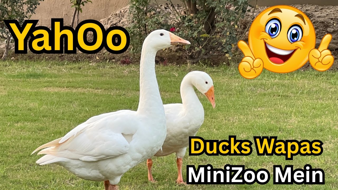 Aj Meri Long Neck Ducks Wapas Aa Gayi MiniZoo Mein 🤩🔥 Full Maza & Surprise
