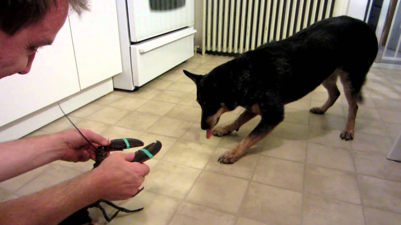 Dog VS Lobster YouTube