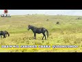 Qundhudho Mountain Feral Horse Gaara Qundhudhoo Fi Fardeen
