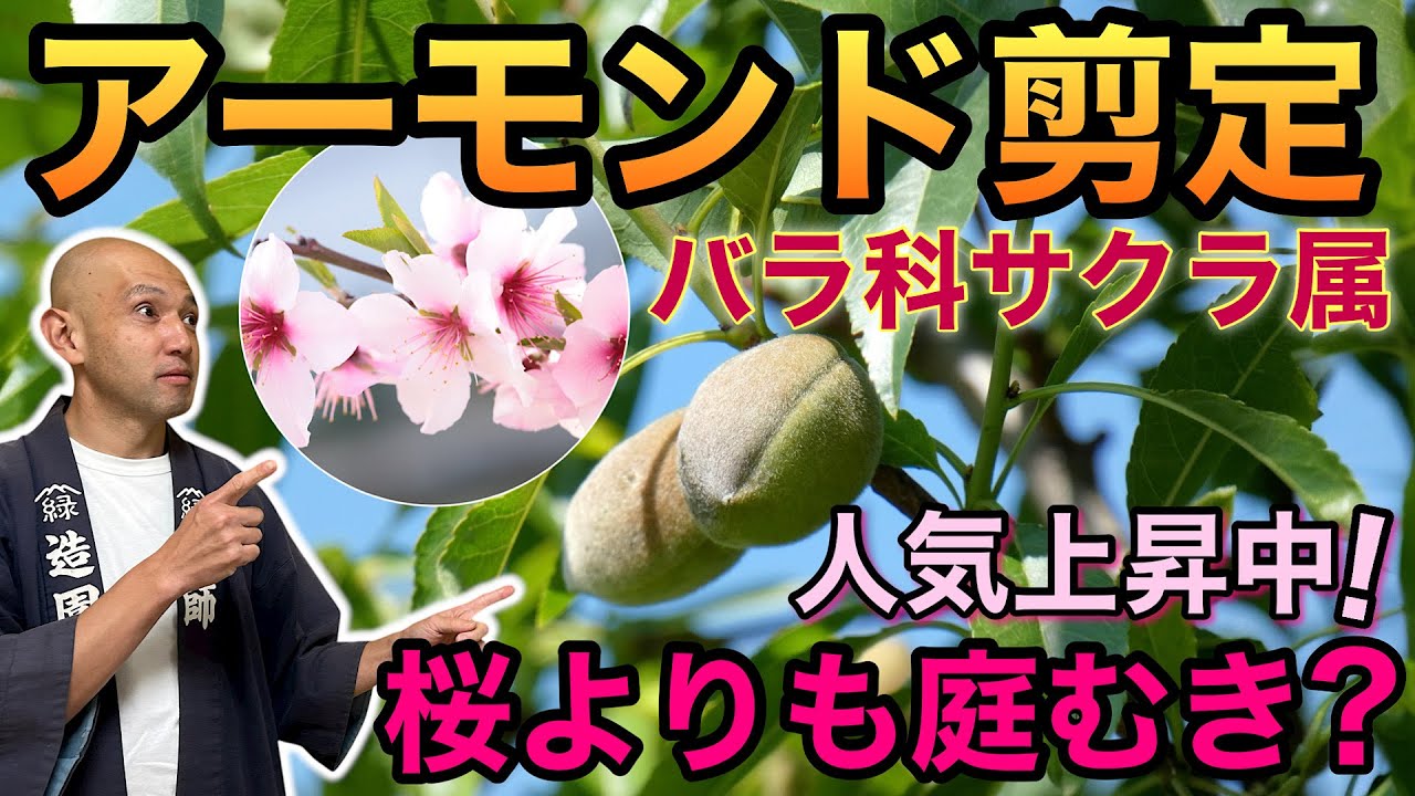 さぁ、アーモンドの木を植えてみよう✨✨✨✨鉢もあげますよ 先日 主人の実家に さくらんぼ🍒の木を… ⁡ 今回はアーモンドの木です