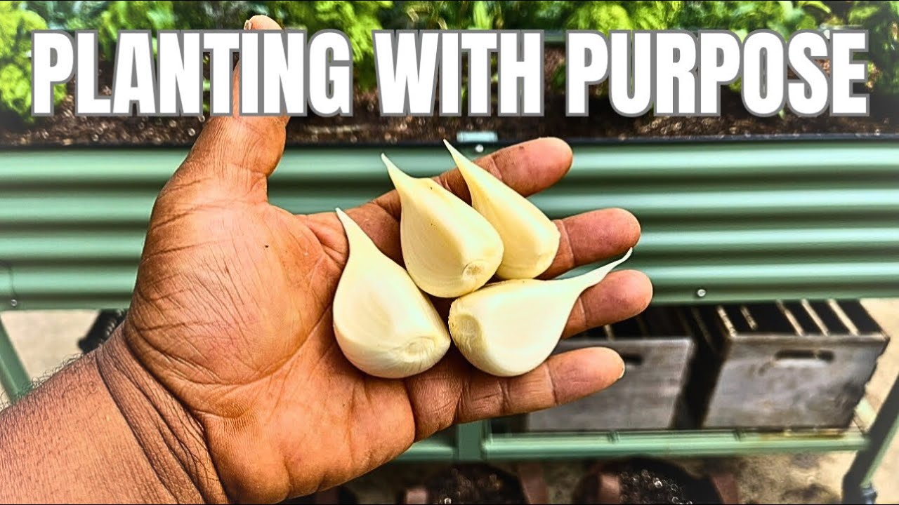 Посадка чеснока с целью (и почему я жертвую урожай)