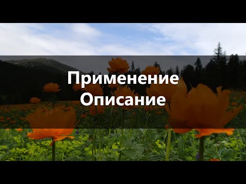 Описание и Применение в медицины КУПАЛЬНИЦЫ ЕВРОПЕЙСК