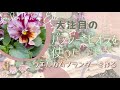 【秋のガーデニング】大注目のパンジー*ビオラを使ってウエルカムプランターの寄植えを作ろう♡