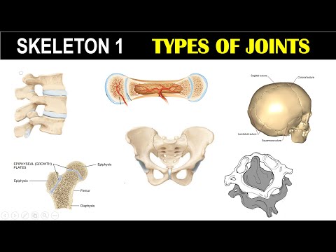 वीडियो: उल्लू का कंकाल: संरचनात्मक विशेषताएं। एक उल्लू की उपस्थिति