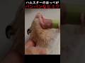 ハムスターのほっぺがパンパンなヒミツ