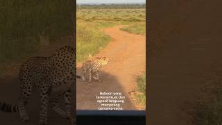 🔥 Baboons Are Furious! Leopards Are Terrified After Being Attacked by a Herd of Baboons 😱 #wildli...