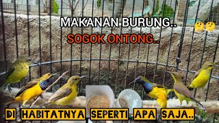 MAKANAN BURUNG SOGON DI HABITATNYA..!!🐦🐦🤔🤔2025