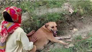 Boy play with dog amazing vlog fun😁