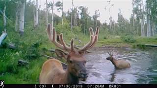 Browning Trail Cameras - Bull Elk Making A Splash on the Command Ops Pro