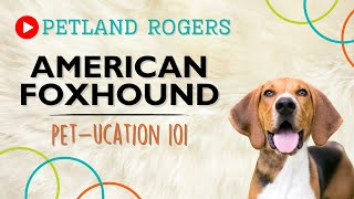 Everything you need to know about American Foxhound puppies!