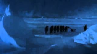 Penguin falls down (THEIR REACTION IS PRICELESS!)