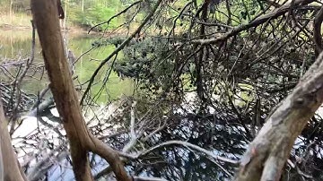 Pollen tree explosion