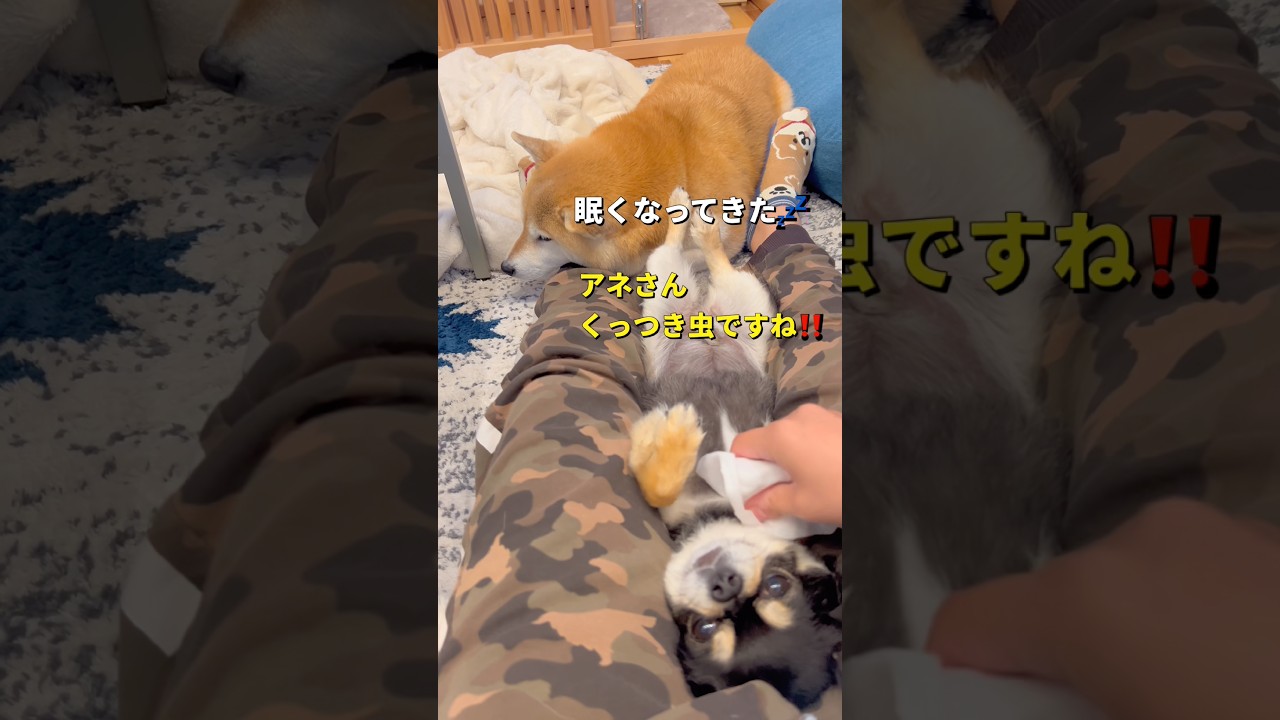 一緒にいたいの🐶#柴犬 #チワワ #shorts