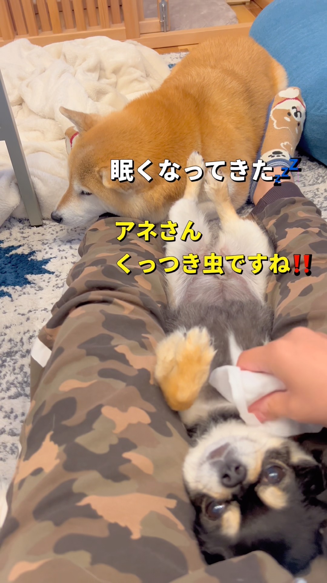 一緒にいたいの🐶#柴犬 #チワワ #shorts - YouTube