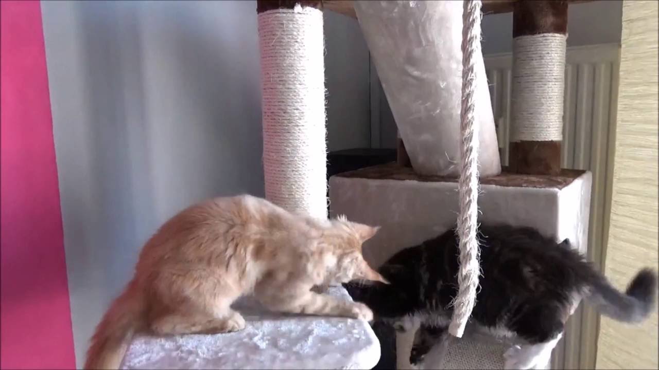 Maine Coon Camillo & Gizmo: Neuer Kratzbaum Teil 2