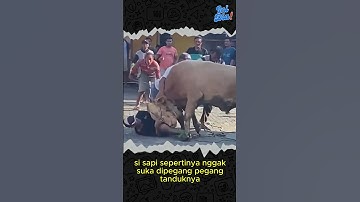 Kompilasi Video SAPI KURBAN NGAMUK dan LUCU #shorts #inidiachannel