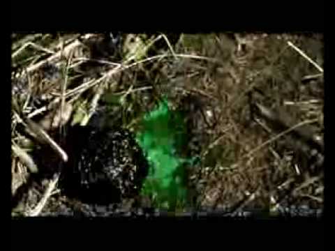 Watch CODE NAME: Critters (videoclip) on YouTube Watch CODE NAME: Critters (videoclip) on YouTube