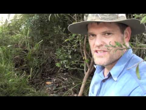 Video: Sådan dræber man bulrushes - tips til bekæmpelse af bulrush-planteukrudt