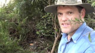 HOW TO KILL TREES / WEEDS FOR GOOD!  Greg The Gardener