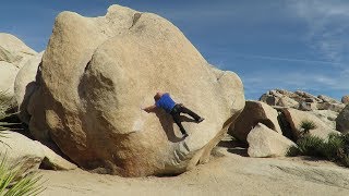 Joshua Tree - Stem Gem