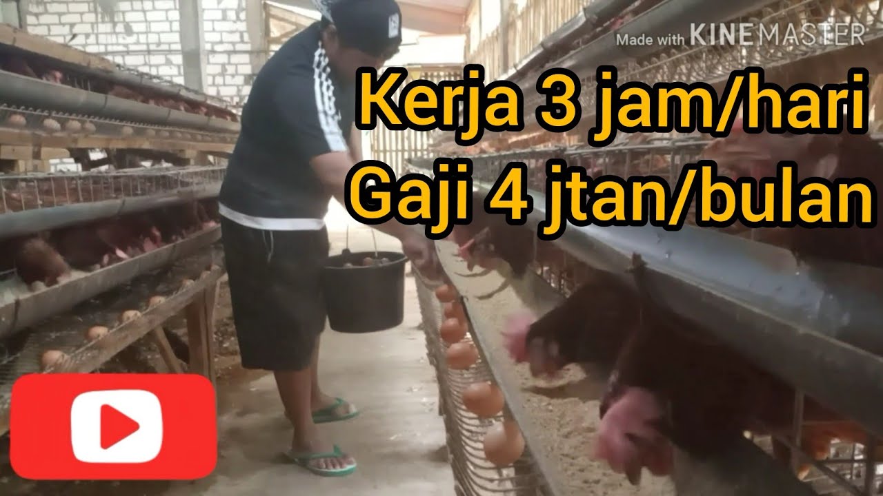 #33 Analisis keuntungan ternak ayam petelur skala rumahan 