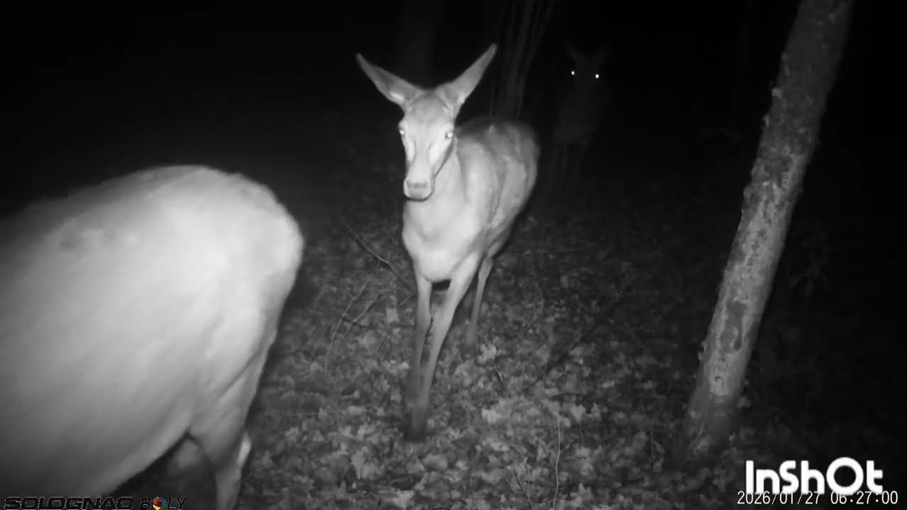 737 - daguets, biches