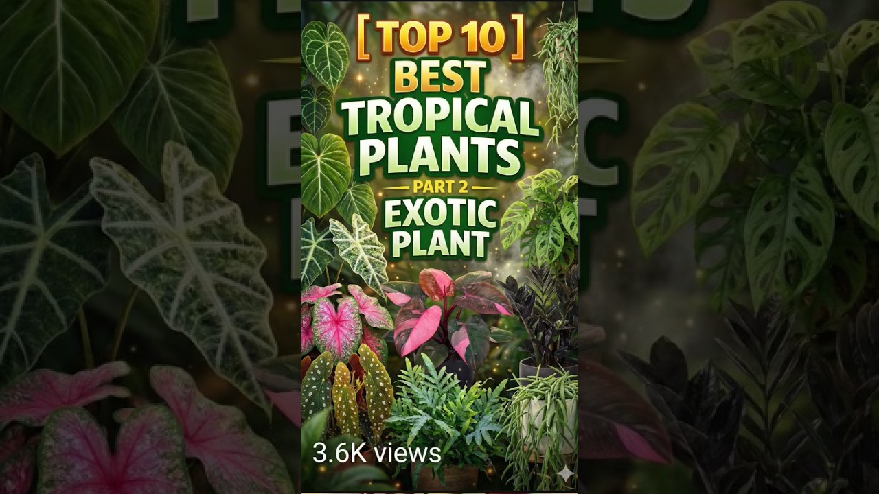 Top 10 Best Tropical Plants | Part 2 Exotic and rare Plants 