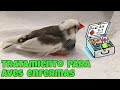 Como ayudar un pajaro enfermo ( Kit de primeros auxilios para aves )