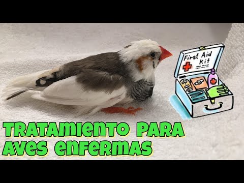 Como ayudar un pajaro enfermo ( Kit de primeros auxilios para aves )