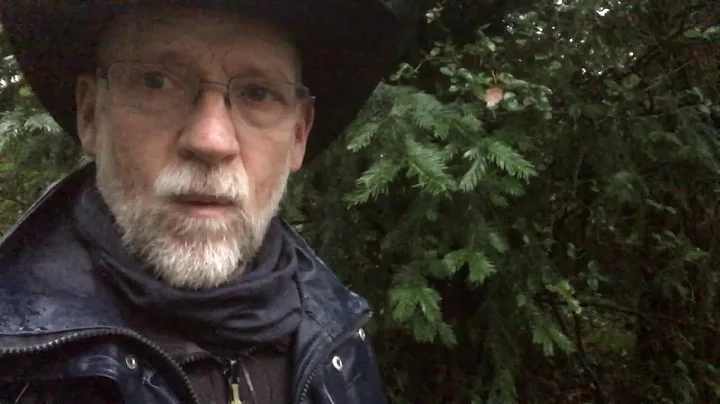 Yew tree, death and life