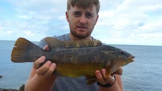 Float Fishing for Bass with Live Prawns
