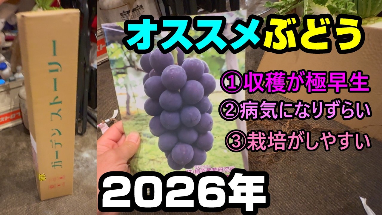 GrapeSEED おまとめ Murasaki Queen Kyoho Grapes – Asian Veggies