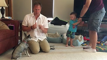 Using Counterconditioning to Stop Gracie