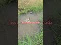 กล้ามาลักก็มา #offroad #funny #automobile #smartphone #thmusic #comedy #fishing #ตลกขำๆ