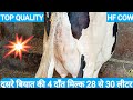 For sale#top Quality HF 🐄 cow#milk capacity 28 se 30 litre#phone number 7071720055