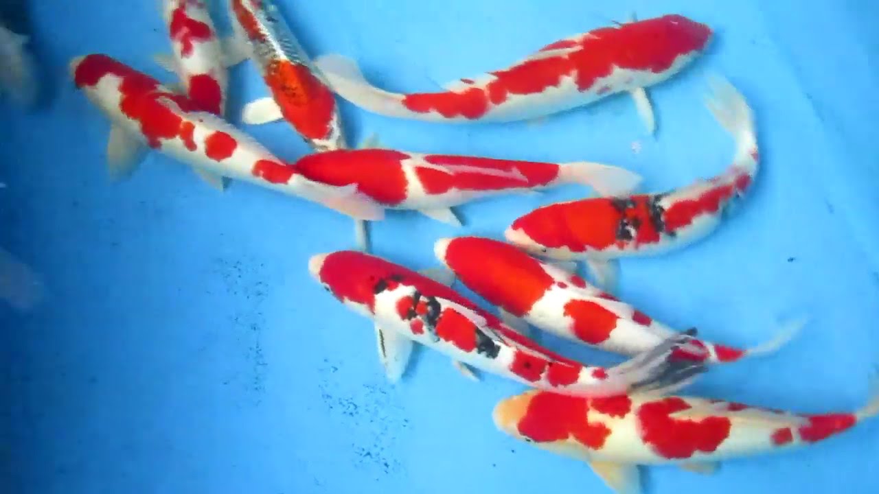 Ikan koi Blitar  YouTube