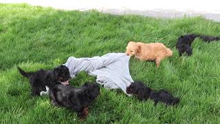 Mini Bernedoodle Puppies For Sale