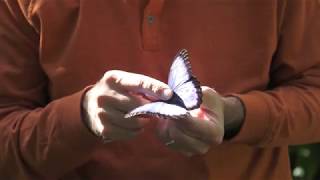 Florida Butterfly Decline Package (Valerie Lyons Project 2)